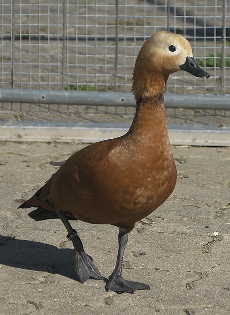 未能完全达